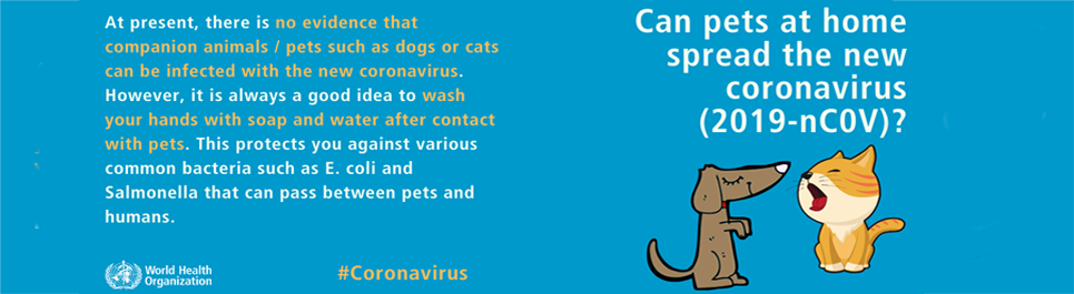 corona animal spread